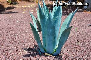 [P28] un altfel de cactus care si -a infipt radacinile in pietrusul sterp de origine vulcanica » foto by alunelu69
 - 
<span class="allrVoted glyphicon glyphicon-heart hidden" id="av509917"></span>
<a class="m-l-10 hidden" id="sv509917" onclick="voting_Foto_DelVot(,509917,22864)" role="button">șterge vot <span class="glyphicon glyphicon-remove"></span></a>
<a id="v9509917" class=" c-red"  onclick="voting_Foto_SetVot(509917)" role="button"><span class="glyphicon glyphicon-heart-empty"></span> <b>LIKE</b> = Votează poza</a> <img class="hidden"  id="f509917W9" src="/imagini/loader.gif" border="0" /><span class="AjErrMes hidden" id="e509917ErM"></span>