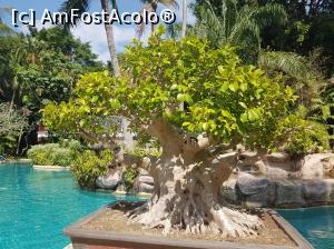 [P11] Bonsai la micul dejun » foto by Kyandra
 - 
<span class="allrVoted glyphicon glyphicon-heart hidden" id="av916503"></span>
<a class="m-l-10 hidden" id="sv916503" onclick="voting_Foto_DelVot(,916503,22936)" role="button">șterge vot <span class="glyphicon glyphicon-remove"></span></a>
<a id="v9916503" class=" c-red"  onclick="voting_Foto_SetVot(916503)" role="button"><span class="glyphicon glyphicon-heart-empty"></span> <b>LIKE</b> = Votează poza</a> <img class="hidden"  id="f916503W9" src="/imagini/loader.gif" border="0" /><span class="AjErrMes hidden" id="e916503ErM"></span>