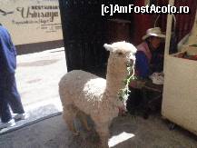 [P17] prima oprire in oras, a fost la restaurantul Urinsaya, dar pana sa intram la masa, am intalnit vizavi un pui de alpaca, de 7 luni, care a facut o sedinta de foto, cu noi » foto by grecudoina
 - 
<span class="allrVoted glyphicon glyphicon-heart hidden" id="av399413"></span>
<a class="m-l-10 hidden" id="sv399413" onclick="voting_Foto_DelVot(,399413,22989)" role="button">șterge vot <span class="glyphicon glyphicon-remove"></span></a>
<a id="v9399413" class=" c-red"  onclick="voting_Foto_SetVot(399413)" role="button"><span class="glyphicon glyphicon-heart-empty"></span> <b>LIKE</b> = Votează poza</a> <img class="hidden"  id="f399413W9" src="/imagini/loader.gif" border="0" /><span class="AjErrMes hidden" id="e399413ErM"></span>