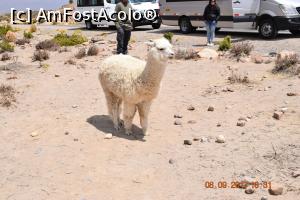 [P08] Baby alpaca, dragut foc » foto by Pușcașu Marin
 - 
<span class="allrVoted glyphicon glyphicon-heart hidden" id="av918813"></span>
<a class="m-l-10 hidden" id="sv918813" onclick="voting_Foto_DelVot(,918813,22989)" role="button">șterge vot <span class="glyphicon glyphicon-remove"></span></a>
<a id="v9918813" class=" c-red"  onclick="voting_Foto_SetVot(918813)" role="button"><span class="glyphicon glyphicon-heart-empty"></span> <b>LIKE</b> = Votează poza</a> <img class="hidden"  id="f918813W9" src="/imagini/loader.gif" border="0" /><span class="AjErrMes hidden" id="e918813ErM"></span>