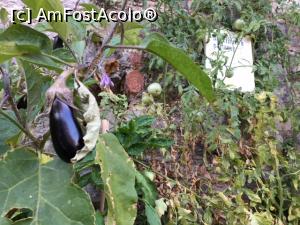 [P21] Vinete și roșii plantate pe lângă case, pe marginea drumului. Un afiș spunea că dacă cineva are nevoie de aceste legume este liber să le ia.  » foto by Mika
 - 
<span class="allrVoted glyphicon glyphicon-heart hidden" id="av924976"></span>
<a class="m-l-10 hidden" id="sv924976" onclick="voting_Foto_DelVot(,924976,23006)" role="button">șterge vot <span class="glyphicon glyphicon-remove"></span></a>
<a id="v9924976" class=" c-red"  onclick="voting_Foto_SetVot(924976)" role="button"><span class="glyphicon glyphicon-heart-empty"></span> <b>LIKE</b> = Votează poza</a> <img class="hidden"  id="f924976W9" src="/imagini/loader.gif" border="0" /><span class="AjErrMes hidden" id="e924976ErM"></span>