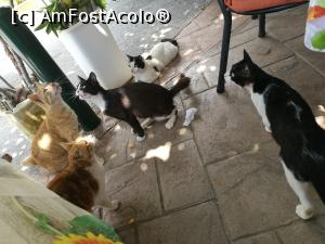 [P36] Taverna Neromylos, Steni - familia de mâțe pofticioase » foto by crismis
 - 
<span class="allrVoted glyphicon glyphicon-heart hidden" id="av1001694"></span>
<a class="m-l-10 hidden" id="sv1001694" onclick="voting_Foto_DelVot(,1001694,23096)" role="button">șterge vot <span class="glyphicon glyphicon-remove"></span></a>
<a id="v91001694" class=" c-red"  onclick="voting_Foto_SetVot(1001694)" role="button"><span class="glyphicon glyphicon-heart-empty"></span> <b>LIKE</b> = Votează poza</a> <img class="hidden"  id="f1001694W9" src="/imagini/loader.gif" border="0" /><span class="AjErrMes hidden" id="e1001694ErM"></span>