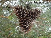 [P18] Conuri de pin. » foto by maryka
 - 
<span class="allrVoted glyphicon glyphicon-heart hidden" id="av230498"></span>
<a class="m-l-10 hidden" id="sv230498" onclick="voting_Foto_DelVot(,230498,23097)" role="button">șterge vot <span class="glyphicon glyphicon-remove"></span></a>
<a id="v9230498" class=" c-red"  onclick="voting_Foto_SetVot(230498)" role="button"><span class="glyphicon glyphicon-heart-empty"></span> <b>LIKE</b> = Votează poza</a> <img class="hidden"  id="f230498W9" src="/imagini/loader.gif" border="0" /><span class="AjErrMes hidden" id="e230498ErM"></span>
