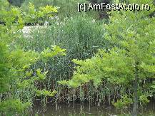 [P30] vegetatia din lac. » foto by maryka
 - 
<span class="allrVoted glyphicon glyphicon-heart hidden" id="av230563"></span>
<a class="m-l-10 hidden" id="sv230563" onclick="voting_Foto_DelVot(,230563,23097)" role="button">șterge vot <span class="glyphicon glyphicon-remove"></span></a>
<a id="v9230563" class=" c-red"  onclick="voting_Foto_SetVot(230563)" role="button"><span class="glyphicon glyphicon-heart-empty"></span> <b>LIKE</b> = Votează poza</a> <img class="hidden"  id="f230563W9" src="/imagini/loader.gif" border="0" /><span class="AjErrMes hidden" id="e230563ErM"></span>