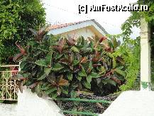 [P53] Un ficus urias pe gard, ce o fi zicand al meu din ghiveci? » foto by maryka
 - 
<span class="allrVoted glyphicon glyphicon-heart hidden" id="av322323"></span>
<a class="m-l-10 hidden" id="sv322323" onclick="voting_Foto_DelVot(,322323,23125)" role="button">șterge vot <span class="glyphicon glyphicon-remove"></span></a>
<a id="v9322323" class=" c-red"  onclick="voting_Foto_SetVot(322323)" role="button"><span class="glyphicon glyphicon-heart-empty"></span> <b>LIKE</b> = Votează poza</a> <img class="hidden"  id="f322323W9" src="/imagini/loader.gif" border="0" /><span class="AjErrMes hidden" id="e322323ErM"></span>