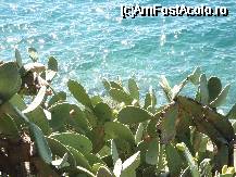 [P09] Vegetatia exotica formata din cactusi inconjoara peninsula Bourtzi, iar stancile si pietrele din apa sunt populate de catre un impresionant numar de arici de mare. » foto by bogdan
 - 
<span class="allrVoted glyphicon glyphicon-heart hidden" id="av34773"></span>
<a class="m-l-10 hidden" id="sv34773" onclick="voting_Foto_DelVot(,34773,23152)" role="button">șterge vot <span class="glyphicon glyphicon-remove"></span></a>
<a id="v934773" class=" c-red"  onclick="voting_Foto_SetVot(34773)" role="button"><span class="glyphicon glyphicon-heart-empty"></span> <b>LIKE</b> = Votează poza</a> <img class="hidden"  id="f34773W9" src="/imagini/loader.gif" border="0" /><span class="AjErrMes hidden" id="e34773ErM"></span>