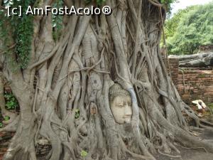 [P02] La Ayutthaya, capul lui Buddha intre radacini. O sa vedeti mai multe in articolul despre Ayutthaya » foto by buterfly*
 - 
<span class="allrVoted glyphicon glyphicon-heart hidden" id="av943584"></span>
<a class="m-l-10 hidden" id="sv943584" onclick="voting_Foto_DelVot(,943584,23436)" role="button">șterge vot <span class="glyphicon glyphicon-remove"></span></a>
<a id="v9943584" class=" c-red"  onclick="voting_Foto_SetVot(943584)" role="button"><span class="glyphicon glyphicon-heart-empty"></span> <b>LIKE</b> = Votează poza</a> <img class="hidden"  id="f943584W9" src="/imagini/loader.gif" border="0" /><span class="AjErrMes hidden" id="e943584ErM"></span>