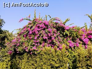 [P26] Bougainvillea pe un zid în resort » foto by Rodel
 - 
<span class="allrVoted glyphicon glyphicon-heart hidden" id="av1115046"></span>
<a class="m-l-10 hidden" id="sv1115046" onclick="voting_Foto_DelVot(,1115046,23548)" role="button">șterge vot <span class="glyphicon glyphicon-remove"></span></a>
<a id="v91115046" class=" c-red"  onclick="voting_Foto_SetVot(1115046)" role="button"><span class="glyphicon glyphicon-heart-empty"></span> <b>LIKE</b> = Votează poza</a> <img class="hidden"  id="f1115046W9" src="/imagini/loader.gif" border="0" /><span class="AjErrMes hidden" id="e1115046ErM"></span>