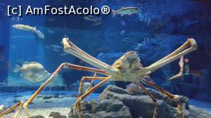 [P01] Japanese Spider Crab » foto by Tesaria
 - 
<span class="allrVoted glyphicon glyphicon-heart hidden" id="av956490"></span>
<a class="m-l-10 hidden" id="sv956490" onclick="voting_Foto_DelVot(,956490,23610)" role="button">șterge vot <span class="glyphicon glyphicon-remove"></span></a>
<a id="v9956490" class=" c-red"  onclick="voting_Foto_SetVot(956490)" role="button"><span class="glyphicon glyphicon-heart-empty"></span> <b>LIKE</b> = Votează poza</a> <img class="hidden"  id="f956490W9" src="/imagini/loader.gif" border="0" /><span class="AjErrMes hidden" id="e956490ErM"></span>