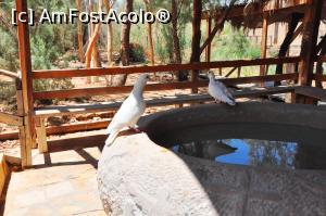 [P20] doi porumbei obositi la fantana de langa raul Iordan » foto by alunelu69
 - 
<span class="allrVoted glyphicon glyphicon-heart hidden" id="av958205"></span>
<a class="m-l-10 hidden" id="sv958205" onclick="voting_Foto_DelVot(,958205,23631)" role="button">șterge vot <span class="glyphicon glyphicon-remove"></span></a>
<a id="v9958205" class=" c-red"  onclick="voting_Foto_SetVot(958205)" role="button"><span class="glyphicon glyphicon-heart-empty"></span> <b>LIKE</b> = Votează poza</a> <img class="hidden"  id="f958205W9" src="/imagini/loader.gif" border="0" /><span class="AjErrMes hidden" id="e958205ErM"></span>