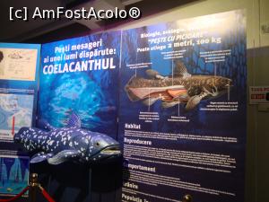 [P47] O prezentare interesantă a coelacanthului, un dinozaur viu, așa cum l-au denumit unii.  » foto by Floryn81
 - 
<span class="allrVoted glyphicon glyphicon-heart hidden" id="av747530"></span>
<a class="m-l-10 hidden" id="sv747530" onclick="voting_Foto_DelVot(,747530,23670)" role="button">șterge vot <span class="glyphicon glyphicon-remove"></span></a>
<a id="v9747530" class=" c-red"  onclick="voting_Foto_SetVot(747530)" role="button"><span class="glyphicon glyphicon-heart-empty"></span> <b>LIKE</b> = Votează poza</a> <img class="hidden"  id="f747530W9" src="/imagini/loader.gif" border="0" /><span class="AjErrMes hidden" id="e747530ErM"></span>