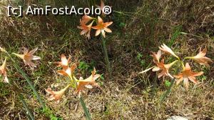 [P25] Crini asiatici » foto by MoniQ69
 - 
<span class="allrVoted glyphicon glyphicon-heart hidden" id="av967340"></span>
<a class="m-l-10 hidden" id="sv967340" onclick="voting_Foto_DelVot(,967340,23742)" role="button">șterge vot <span class="glyphicon glyphicon-remove"></span></a>
<a id="v9967340" class=" c-red"  onclick="voting_Foto_SetVot(967340)" role="button"><span class="glyphicon glyphicon-heart-empty"></span> <b>LIKE</b> = Votează poza</a> <img class="hidden"  id="f967340W9" src="/imagini/loader.gif" border="0" /><span class="AjErrMes hidden" id="e967340ErM"></span>