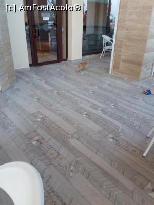 [P11] Pisicuta vine la masă.  » foto by negruangela
 - 
<span class="allrVoted glyphicon glyphicon-heart hidden" id="av1011150"></span>
<a class="m-l-10 hidden" id="sv1011150" onclick="voting_Foto_DelVot(,1011150,23799)" role="button">șterge vot <span class="glyphicon glyphicon-remove"></span></a>
<a id="v91011150" class=" c-red"  onclick="voting_Foto_SetVot(1011150)" role="button"><span class="glyphicon glyphicon-heart-empty"></span> <b>LIKE</b> = Votează poza</a> <img class="hidden"  id="f1011150W9" src="/imagini/loader.gif" border="0" /><span class="AjErrMes hidden" id="e1011150ErM"></span>