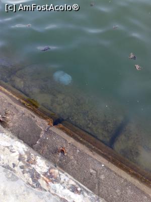 [P02] Meduze in apă » foto by negruangela
 - 
<span class="allrVoted glyphicon glyphicon-heart hidden" id="av1011141"></span>
<a class="m-l-10 hidden" id="sv1011141" onclick="voting_Foto_DelVot(,1011141,23799)" role="button">șterge vot <span class="glyphicon glyphicon-remove"></span></a>
<a id="v91011141" class=" c-red"  onclick="voting_Foto_SetVot(1011141)" role="button"><span class="glyphicon glyphicon-heart-empty"></span> <b>LIKE</b> = Votează poza</a> <img class="hidden"  id="f1011141W9" src="/imagini/loader.gif" border="0" /><span class="AjErrMes hidden" id="e1011141ErM"></span>