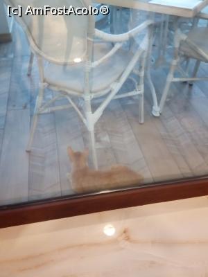 [P03] Pisici pe terasa restaurantului » foto by negruangela
 - 
<span class="allrVoted glyphicon glyphicon-heart hidden" id="av1011142"></span>
<a class="m-l-10 hidden" id="sv1011142" onclick="voting_Foto_DelVot(,1011142,23799)" role="button">șterge vot <span class="glyphicon glyphicon-remove"></span></a>
<a id="v91011142" class=" c-red"  onclick="voting_Foto_SetVot(1011142)" role="button"><span class="glyphicon glyphicon-heart-empty"></span> <b>LIKE</b> = Votează poza</a> <img class="hidden"  id="f1011142W9" src="/imagini/loader.gif" border="0" /><span class="AjErrMes hidden" id="e1011142ErM"></span>