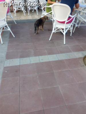 [P09] Un alt cățel pe terasa restaurantului.  » foto by negruangela
 - 
<span class="allrVoted glyphicon glyphicon-heart hidden" id="av1011148"></span>
<a class="m-l-10 hidden" id="sv1011148" onclick="voting_Foto_DelVot(,1011148,23799)" role="button">șterge vot <span class="glyphicon glyphicon-remove"></span></a>
<a id="v91011148" class=" c-red"  onclick="voting_Foto_SetVot(1011148)" role="button"><span class="glyphicon glyphicon-heart-empty"></span> <b>LIKE</b> = Votează poza</a> <img class="hidden"  id="f1011148W9" src="/imagini/loader.gif" border="0" /><span class="AjErrMes hidden" id="e1011148ErM"></span>