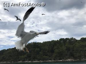 [P43] Makarski Jadran, pescărușii nebunatici » foto by krisstinna
 - 
<span class="allrVoted glyphicon glyphicon-heart hidden" id="av992845"></span>
<a class="m-l-10 hidden" id="sv992845" onclick="voting_Foto_DelVot(,992845,24021)" role="button">șterge vot <span class="glyphicon glyphicon-remove"></span></a>
<a id="v9992845" class=" c-red"  onclick="voting_Foto_SetVot(992845)" role="button"><span class="glyphicon glyphicon-heart-empty"></span> <b>LIKE</b> = Votează poza</a> <img class="hidden"  id="f992845W9" src="/imagini/loader.gif" border="0" /><span class="AjErrMes hidden" id="e992845ErM"></span>