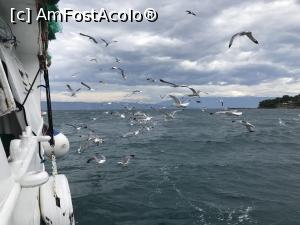 [P45] Makarski Jadran, pescărușii nebunatici » foto by krisstinna
 - 
<span class="allrVoted glyphicon glyphicon-heart hidden" id="av992847"></span>
<a class="m-l-10 hidden" id="sv992847" onclick="voting_Foto_DelVot(,992847,24021)" role="button">șterge vot <span class="glyphicon glyphicon-remove"></span></a>
<a id="v9992847" class=" c-red"  onclick="voting_Foto_SetVot(992847)" role="button"><span class="glyphicon glyphicon-heart-empty"></span> <b>LIKE</b> = Votează poza</a> <img class="hidden"  id="f992847W9" src="/imagini/loader.gif" border="0" /><span class="AjErrMes hidden" id="e992847ErM"></span>