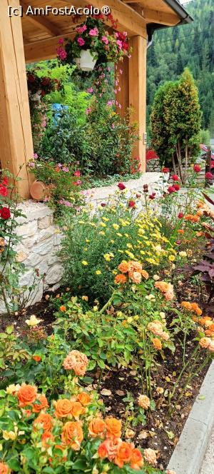 [P06] Multe flori în curte. » foto by tata123 🔱
 - 
<span class="allrVoted glyphicon glyphicon-heart hidden" id="av1501060"></span>
<a class="m-l-10 hidden" id="sv1501060" onclick="voting_Foto_DelVot(,1501060,24358)" role="button">șterge vot <span class="glyphicon glyphicon-remove"></span></a>
<a id="v91501060" class=" c-red"  onclick="voting_Foto_SetVot(1501060)" role="button"><span class="glyphicon glyphicon-heart-empty"></span> <b>LIKE</b> = Votează poza</a> <img class="hidden"  id="f1501060W9" src="/imagini/loader.gif" border="0" /><span class="AjErrMes hidden" id="e1501060ErM"></span>