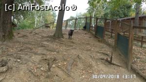 [P10] Grădina zoologică „Ioan Crișan” Reșița. Oile de Camerun » foto by ungureanica
 - 
<span class="allrVoted glyphicon glyphicon-heart hidden" id="av1016310"></span>
<a class="m-l-10 hidden" id="sv1016310" onclick="voting_Foto_DelVot(,1016310,24407)" role="button">șterge vot <span class="glyphicon glyphicon-remove"></span></a>
<a id="v91016310" class=" c-red"  onclick="voting_Foto_SetVot(1016310)" role="button"><span class="glyphicon glyphicon-heart-empty"></span> <b>LIKE</b> = Votează poza</a> <img class="hidden"  id="f1016310W9" src="/imagini/loader.gif" border="0" /><span class="AjErrMes hidden" id="e1016310ErM"></span>