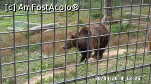 [P12] Grădina zoologică „Ioan Crișan” Reșița.  » foto by ungureanica
 - 
<span class="allrVoted glyphicon glyphicon-heart hidden" id="av1016312"></span>
<a class="m-l-10 hidden" id="sv1016312" onclick="voting_Foto_DelVot(,1016312,24407)" role="button">șterge vot <span class="glyphicon glyphicon-remove"></span></a>
<a id="v91016312" class=" c-red"  onclick="voting_Foto_SetVot(1016312)" role="button"><span class="glyphicon glyphicon-heart-empty"></span> <b>LIKE</b> = Votează poza</a> <img class="hidden"  id="f1016312W9" src="/imagini/loader.gif" border="0" /><span class="AjErrMes hidden" id="e1016312ErM"></span>