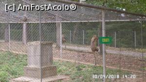 [P14] Grădina zoologică „Ioan Crișan” Reșița.  » foto by ungureanica
 - 
<span class="allrVoted glyphicon glyphicon-heart hidden" id="av1016314"></span>
<a class="m-l-10 hidden" id="sv1016314" onclick="voting_Foto_DelVot(,1016314,24407)" role="button">șterge vot <span class="glyphicon glyphicon-remove"></span></a>
<a id="v91016314" class=" c-red"  onclick="voting_Foto_SetVot(1016314)" role="button"><span class="glyphicon glyphicon-heart-empty"></span> <b>LIKE</b> = Votează poza</a> <img class="hidden"  id="f1016314W9" src="/imagini/loader.gif" border="0" /><span class="AjErrMes hidden" id="e1016314ErM"></span>