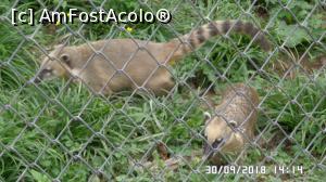 [P16] Grădina zoologică „Ioan Crișan” Reșița. Coati » foto by ungureanica
 - 
<span class="allrVoted glyphicon glyphicon-heart hidden" id="av1016316"></span>
<a class="m-l-10 hidden" id="sv1016316" onclick="voting_Foto_DelVot(,1016316,24407)" role="button">șterge vot <span class="glyphicon glyphicon-remove"></span></a>
<a id="v91016316" class=" c-red"  onclick="voting_Foto_SetVot(1016316)" role="button"><span class="glyphicon glyphicon-heart-empty"></span> <b>LIKE</b> = Votează poza</a> <img class="hidden"  id="f1016316W9" src="/imagini/loader.gif" border="0" /><span class="AjErrMes hidden" id="e1016316ErM"></span>