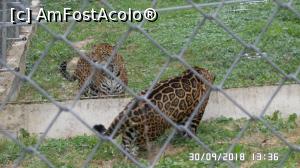 [P19] Grădina zoologică „Ioan Crișan” Reșița.  » foto by ungureanica
 - 
<span class="allrVoted glyphicon glyphicon-heart hidden" id="av1016319"></span>
<a class="m-l-10 hidden" id="sv1016319" onclick="voting_Foto_DelVot(,1016319,24407)" role="button">șterge vot <span class="glyphicon glyphicon-remove"></span></a>
<a id="v91016319" class=" c-red"  onclick="voting_Foto_SetVot(1016319)" role="button"><span class="glyphicon glyphicon-heart-empty"></span> <b>LIKE</b> = Votează poza</a> <img class="hidden"  id="f1016319W9" src="/imagini/loader.gif" border="0" /><span class="AjErrMes hidden" id="e1016319ErM"></span>