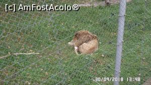 [P20] Grădina zoologică „Ioan Crișan” Reșița.  » foto by ungureanica
 - 
<span class="allrVoted glyphicon glyphicon-heart hidden" id="av1016320"></span>
<a class="m-l-10 hidden" id="sv1016320" onclick="voting_Foto_DelVot(,1016320,24407)" role="button">șterge vot <span class="glyphicon glyphicon-remove"></span></a>
<a id="v91016320" class=" c-red"  onclick="voting_Foto_SetVot(1016320)" role="button"><span class="glyphicon glyphicon-heart-empty"></span> <b>LIKE</b> = Votează poza</a> <img class="hidden"  id="f1016320W9" src="/imagini/loader.gif" border="0" /><span class="AjErrMes hidden" id="e1016320ErM"></span>