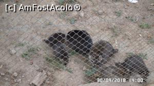 [P30] Grădina zoologică „Ioan Crișan” Reșița. Ratonii și ratonașii » foto by ungureanica
 - 
<span class="allrVoted glyphicon glyphicon-heart hidden" id="av1016330"></span>
<a class="m-l-10 hidden" id="sv1016330" onclick="voting_Foto_DelVot(,1016330,24407)" role="button">șterge vot <span class="glyphicon glyphicon-remove"></span></a>
<a id="v91016330" class=" c-red"  onclick="voting_Foto_SetVot(1016330)" role="button"><span class="glyphicon glyphicon-heart-empty"></span> <b>LIKE</b> = Votează poza</a> <img class="hidden"  id="f1016330W9" src="/imagini/loader.gif" border="0" /><span class="AjErrMes hidden" id="e1016330ErM"></span>