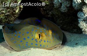 [P02] 46. Blue-spotted stingray - pisică de mare » foto by gigiiuti
 - 
<span class="allrVoted glyphicon glyphicon-heart hidden" id="av1019237"></span>
<a class="m-l-10 hidden" id="sv1019237" onclick="voting_Foto_DelVot(,1019237,24445)" role="button">șterge vot <span class="glyphicon glyphicon-remove"></span></a>
<a id="v91019237" class=" c-red"  onclick="voting_Foto_SetVot(1019237)" role="button"><span class="glyphicon glyphicon-heart-empty"></span> <b>LIKE</b> = Votează poza</a> <img class="hidden"  id="f1019237W9" src="/imagini/loader.gif" border="0" /><span class="AjErrMes hidden" id="e1019237ErM"></span>