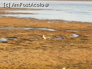 [P37] Laguna Nimez » foto by robert
 - 
<span class="allrVoted glyphicon glyphicon-heart hidden" id="av1022014"></span>
<a class="m-l-10 hidden" id="sv1022014" onclick="voting_Foto_DelVot(,1022014,24479)" role="button">șterge vot <span class="glyphicon glyphicon-remove"></span></a>
<a id="v91022014" class=" c-red"  onclick="voting_Foto_SetVot(1022014)" role="button"><span class="glyphicon glyphicon-heart-empty"></span> <b>LIKE</b> = Votează poza</a> <img class="hidden"  id="f1022014W9" src="/imagini/loader.gif" border="0" /><span class="AjErrMes hidden" id="e1022014ErM"></span>