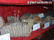 [P08 <small>[APR 2016]</small>] Masele de mamut! » foto by sunflower
 - 
<span class="allrVoted glyphicon glyphicon-heart hidden" id="av316950"></span>
<a class="m-l-10 hidden" id="sv316950" onclick="voting_Foto_DelVot(,316950,24575)" role="button">șterge vot <span class="glyphicon glyphicon-remove"></span></a>
<a id="v9316950" class=" c-red"  onclick="voting_Foto_SetVot(316950)" role="button"><span class="glyphicon glyphicon-heart-empty"></span> <b>LIKE</b> = Votează poza</a> <img class="hidden"  id="f316950W9" src="/imagini/loader.gif" border="0" /><span class="AjErrMes hidden" id="e316950ErM"></span>