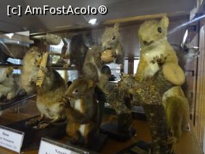 [P17] O „gașcă de rozătoare” – Muzeul de Științele Naturii din Aiud.  » foto by tata123 🔱
 - 
<span class="allrVoted glyphicon glyphicon-heart hidden" id="av1030077"></span>
<a class="m-l-10 hidden" id="sv1030077" onclick="voting_Foto_DelVot(,1030077,24575)" role="button">șterge vot <span class="glyphicon glyphicon-remove"></span></a>
<a id="v91030077" class=" c-red"  onclick="voting_Foto_SetVot(1030077)" role="button"><span class="glyphicon glyphicon-heart-empty"></span> <b>LIKE</b> = Votează poza</a> <img class="hidden"  id="f1030077W9" src="/imagini/loader.gif" border="0" /><span class="AjErrMes hidden" id="e1030077ErM"></span>