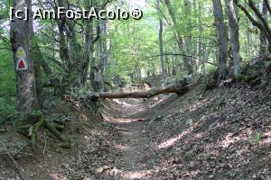 [P28] Parcul Natural Porțile de Fier, Masivul Ciucaru Mic, Traseul Dubova – Ciucaru Mic, Poteca un adevărat canal acum fără apă... » foto by mprofeanu
 - 
<span class="allrVoted glyphicon glyphicon-heart hidden" id="av1191460"></span>
<a class="m-l-10 hidden" id="sv1191460" onclick="voting_Foto_DelVot(,1191460,24578)" role="button">șterge vot <span class="glyphicon glyphicon-remove"></span></a>
<a id="v91191460" class=" c-red"  onclick="voting_Foto_SetVot(1191460)" role="button"><span class="glyphicon glyphicon-heart-empty"></span> <b>LIKE</b> = Votează poza</a> <img class="hidden"  id="f1191460W9" src="/imagini/loader.gif" border="0" /><span class="AjErrMes hidden" id="e1191460ErM"></span>