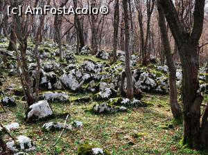 [P01] Circuit Vf. Ciucărul Mare<p> trovantii din padure » foto by Dana2008
 - 
<span class="allrVoted glyphicon glyphicon-heart hidden" id="av1060234"></span>
<a class="m-l-10 hidden" id="sv1060234" onclick="voting_Foto_DelVot(,1060234,24578)" role="button">șterge vot <span class="glyphicon glyphicon-remove"></span></a>
<a id="v91060234" class=" c-red"  onclick="voting_Foto_SetVot(1060234)" role="button"><span class="glyphicon glyphicon-heart-empty"></span> <b>LIKE</b> = Votează poza</a> <img class="hidden"  id="f1060234W9" src="/imagini/loader.gif" border="0" /><span class="AjErrMes hidden" id="e1060234ErM"></span>