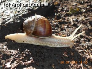 [P22] Atenţie! trec melcii » foto by zlatna
 - 
<span class="allrVoted glyphicon glyphicon-heart hidden" id="av1030465"></span>
<a class="m-l-10 hidden" id="sv1030465" onclick="voting_Foto_DelVot(,1030465,24578)" role="button">șterge vot <span class="glyphicon glyphicon-remove"></span></a>
<a id="v91030465" class=" c-red"  onclick="voting_Foto_SetVot(1030465)" role="button"><span class="glyphicon glyphicon-heart-empty"></span> <b>LIKE</b> = Votează poza</a> <img class="hidden"  id="f1030465W9" src="/imagini/loader.gif" border="0" /><span class="AjErrMes hidden" id="e1030465ErM"></span>