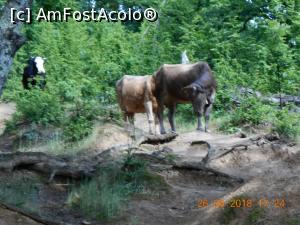 [P07] o parte din vacile cu care ne-am întâlnit » foto by zlatna
 - 
<span class="allrVoted glyphicon glyphicon-heart hidden" id="av1030450"></span>
<a class="m-l-10 hidden" id="sv1030450" onclick="voting_Foto_DelVot(,1030450,24578)" role="button">șterge vot <span class="glyphicon glyphicon-remove"></span></a>
<a id="v91030450" class=" c-red"  onclick="voting_Foto_SetVot(1030450)" role="button"><span class="glyphicon glyphicon-heart-empty"></span> <b>LIKE</b> = Votează poza</a> <img class="hidden"  id="f1030450W9" src="/imagini/loader.gif" border="0" /><span class="AjErrMes hidden" id="e1030450ErM"></span>