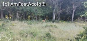 [P23] Întâlnire bruscă. Căprioara a fost la fel de surprinsă ca și noi. » foto by Aurici
 - 
<span class="allrVoted glyphicon glyphicon-heart hidden" id="av1172486"></span>
<a class="m-l-10 hidden" id="sv1172486" onclick="voting_Foto_DelVot(,1172486,24578)" role="button">șterge vot <span class="glyphicon glyphicon-remove"></span></a>
<a id="v91172486" class=" c-red"  onclick="voting_Foto_SetVot(1172486)" role="button"><span class="glyphicon glyphicon-heart-empty"></span> <b>LIKE</b> = Votează poza</a> <img class="hidden"  id="f1172486W9" src="/imagini/loader.gif" border="0" /><span class="AjErrMes hidden" id="e1172486ErM"></span>