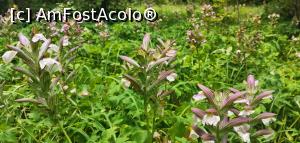 [P33] Pe Ciucarul mic o poieniță întreagă cu aceste flori. Dacă cineva știe denumirea lor.... » foto by Aurici
 - 
<span class="allrVoted glyphicon glyphicon-heart hidden" id="av1172496"></span>
<a class="m-l-10 hidden" id="sv1172496" onclick="voting_Foto_DelVot(,1172496,24578)" role="button">șterge vot <span class="glyphicon glyphicon-remove"></span></a>
<a id="v91172496" class=" c-red"  onclick="voting_Foto_SetVot(1172496)" role="button"><span class="glyphicon glyphicon-heart-empty"></span> <b>LIKE</b> = Votează poza</a> <img class="hidden"  id="f1172496W9" src="/imagini/loader.gif" border="0" /><span class="AjErrMes hidden" id="e1172496ErM"></span>