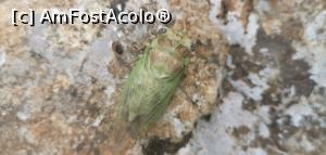 [P41] Ciucarul Mic - am zis că este o cicadă dar le știam maro închis. » foto by Aurici
 - 
<span class="allrVoted glyphicon glyphicon-heart hidden" id="av1172504"></span>
<a class="m-l-10 hidden" id="sv1172504" onclick="voting_Foto_DelVot(,1172504,24578)" role="button">șterge vot <span class="glyphicon glyphicon-remove"></span></a>
<a id="v91172504" class=" c-red"  onclick="voting_Foto_SetVot(1172504)" role="button"><span class="glyphicon glyphicon-heart-empty"></span> <b>LIKE</b> = Votează poza</a> <img class="hidden"  id="f1172504W9" src="/imagini/loader.gif" border="0" /><span class="AjErrMes hidden" id="e1172504ErM"></span>