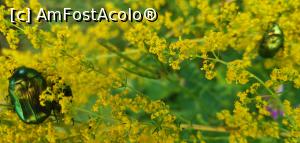 [P42] Ciucarul Mic - nu știu cum se numesc acești gândaci dar erau pe toate florile dintr-o poieniță. » foto by Aurici
 - 
<span class="allrVoted glyphicon glyphicon-heart hidden" id="av1172505"></span>
<a class="m-l-10 hidden" id="sv1172505" onclick="voting_Foto_DelVot(,1172505,24578)" role="button">șterge vot <span class="glyphicon glyphicon-remove"></span></a>
<a id="v91172505" class=" c-red"  onclick="voting_Foto_SetVot(1172505)" role="button"><span class="glyphicon glyphicon-heart-empty"></span> <b>LIKE</b> = Votează poza</a> <img class="hidden"  id="f1172505W9" src="/imagini/loader.gif" border="0" /><span class="AjErrMes hidden" id="e1172505ErM"></span>