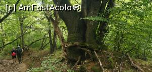 [P43] Ciucarul Mic - o încrengătură de 3 copaci. » foto by Aurici
 - 
<span class="allrVoted glyphicon glyphicon-heart hidden" id="av1172506"></span>
<a class="m-l-10 hidden" id="sv1172506" onclick="voting_Foto_DelVot(,1172506,24578)" role="button">șterge vot <span class="glyphicon glyphicon-remove"></span></a>
<a id="v91172506" class=" c-red"  onclick="voting_Foto_SetVot(1172506)" role="button"><span class="glyphicon glyphicon-heart-empty"></span> <b>LIKE</b> = Votează poza</a> <img class="hidden"  id="f1172506W9" src="/imagini/loader.gif" border="0" /><span class="AjErrMes hidden" id="e1172506ErM"></span>