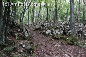 [P05]  -- <small>// FĂRĂ DESCRIERE</small> » foto by wolf2001*
 - 
<span class="allrVoted glyphicon glyphicon-heart hidden" id="av767853"></span>
<a class="m-l-10 hidden" id="sv767853" onclick="voting_Foto_DelVot(,767853,24578)" role="button">șterge vot <span class="glyphicon glyphicon-remove"></span></a>
<a id="v9767853" class=" c-red"  onclick="voting_Foto_SetVot(767853)" role="button"><span class="glyphicon glyphicon-heart-empty"></span> <b>LIKE</b> = Votează poza</a> <img class="hidden"  id="f767853W9" src="/imagini/loader.gif" border="0" /><span class="AjErrMes hidden" id="e767853ErM"></span>