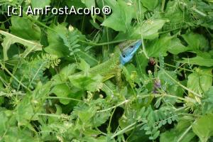 [P08]  -- <small>// FĂRĂ DESCRIERE</small> » foto by wolf2001*
 - 
<span class="allrVoted glyphicon glyphicon-heart hidden" id="av767857"></span>
<a class="m-l-10 hidden" id="sv767857" onclick="voting_Foto_DelVot(,767857,24578)" role="button">șterge vot <span class="glyphicon glyphicon-remove"></span></a>
<a id="v9767857" class=" c-red"  onclick="voting_Foto_SetVot(767857)" role="button"><span class="glyphicon glyphicon-heart-empty"></span> <b>LIKE</b> = Votează poza</a> <img class="hidden"  id="f767857W9" src="/imagini/loader.gif" border="0" /><span class="AjErrMes hidden" id="e767857ErM"></span>