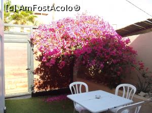 P05 [NOV-2018] Patio şi bougainvillea noastră