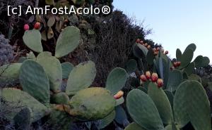 [P23] Fructe de cactus la discreție » foto by BOGDAN DSN
 - 
<span class="allrVoted glyphicon glyphicon-heart hidden" id="av1036403"></span>
<a class="m-l-10 hidden" id="sv1036403" onclick="voting_Foto_DelVot(,1036403,24677)" role="button">șterge vot <span class="glyphicon glyphicon-remove"></span></a>
<a id="v91036403" class=" c-red"  onclick="voting_Foto_SetVot(1036403)" role="button"><span class="glyphicon glyphicon-heart-empty"></span> <b>LIKE</b> = Votează poza</a> <img class="hidden"  id="f1036403W9" src="/imagini/loader.gif" border="0" /><span class="AjErrMes hidden" id="e1036403ErM"></span>