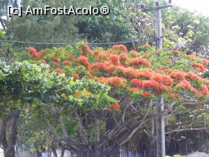 [P14] Flame-tree, flamboiant » foto by gigiiuti
 - 
<span class="allrVoted glyphicon glyphicon-heart hidden" id="av1053249"></span>
<a class="m-l-10 hidden" id="sv1053249" onclick="voting_Foto_DelVot(,1053249,24862)" role="button">șterge vot <span class="glyphicon glyphicon-remove"></span></a>
<a id="v91053249" class=" c-red"  onclick="voting_Foto_SetVot(1053249)" role="button"><span class="glyphicon glyphicon-heart-empty"></span> <b>LIKE</b> = Votează poza</a> <img class="hidden"  id="f1053249W9" src="/imagini/loader.gif" border="0" /><span class="AjErrMes hidden" id="e1053249ErM"></span>