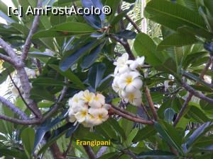 [P02] Minunatul 'Frangipani' » foto by gigiiuti
 - 
<span class="allrVoted glyphicon glyphicon-heart hidden" id="av1053235"></span>
<a class="m-l-10 hidden" id="sv1053235" onclick="voting_Foto_DelVot(,1053235,24862)" role="button">șterge vot <span class="glyphicon glyphicon-remove"></span></a>
<a id="v91053235" class=" c-red"  onclick="voting_Foto_SetVot(1053235)" role="button"><span class="glyphicon glyphicon-heart-empty"></span> <b>LIKE</b> = Votează poza</a> <img class="hidden"  id="f1053235W9" src="/imagini/loader.gif" border="0" /><span class="AjErrMes hidden" id="e1053235ErM"></span>