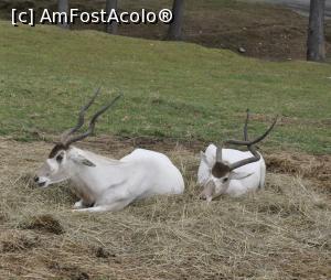 [P13] Safari Park di Pombia - Antilopa Mendes se afla pe lista animalelor aflate pe cale de disparitie.  » foto by Diaura*
 - 
<span class="allrVoted glyphicon glyphicon-heart hidden" id="av1057557"></span>
<a class="m-l-10 hidden" id="sv1057557" onclick="voting_Foto_DelVot(,1057557,24943)" role="button">șterge vot <span class="glyphicon glyphicon-remove"></span></a>
<a id="v91057557" class=" c-red"  onclick="voting_Foto_SetVot(1057557)" role="button"><span class="glyphicon glyphicon-heart-empty"></span> <b>LIKE</b> = Votează poza</a> <img class="hidden"  id="f1057557W9" src="/imagini/loader.gif" border="0" /><span class="AjErrMes hidden" id="e1057557ErM"></span>